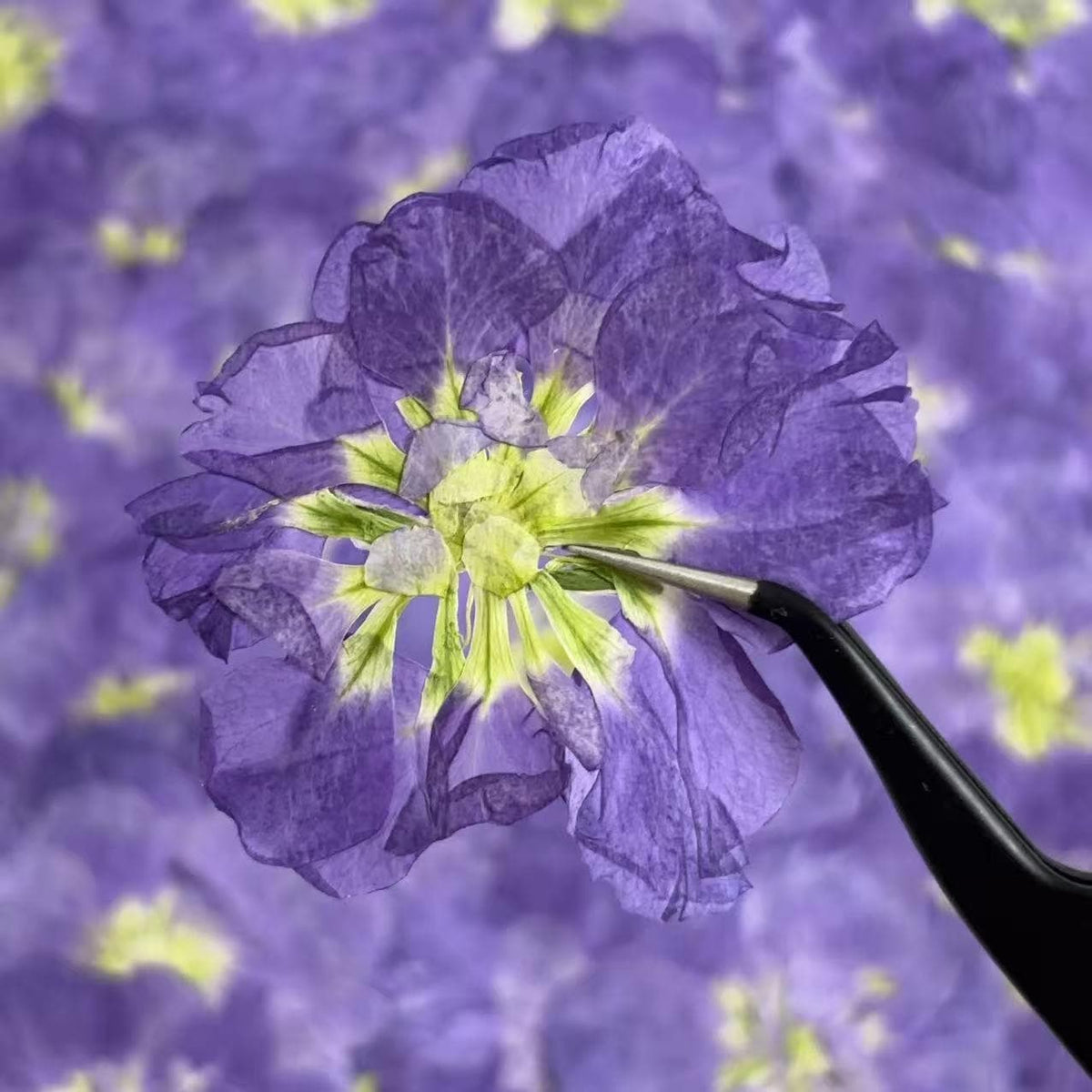 Pressed Flowers,Purple Pressed Flowers,Set of 6 PCS, Pressed Violet dried flower,Flat Flowers,Violet dried flowerpetals,flower (3-4 cm)