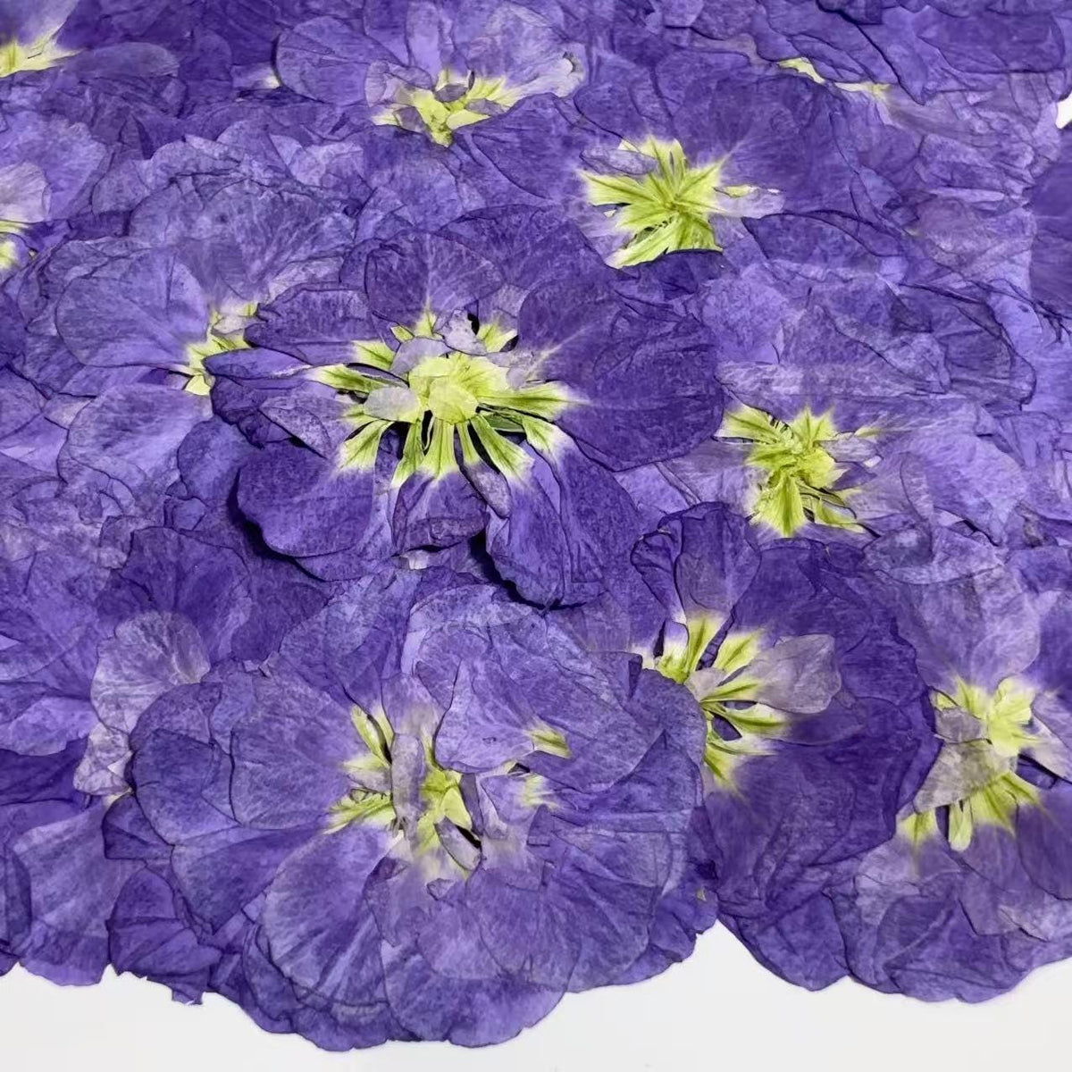 Pressed Flowers,Purple Pressed Flowers,Set of 6 PCS, Pressed Violet dried flower,Flat Flowers,Violet dried flowerpetals,flower (3-4 cm)