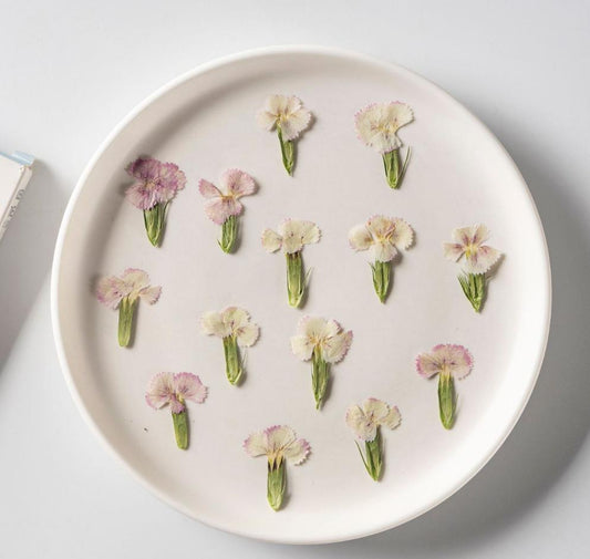 Pressed Flowers,Rainbow Pressed Flowers 12 PCS/Pack,Dried flower Flower,Dry Flat Rice Rainbow carnations Flower Preserved Wild Dried flower