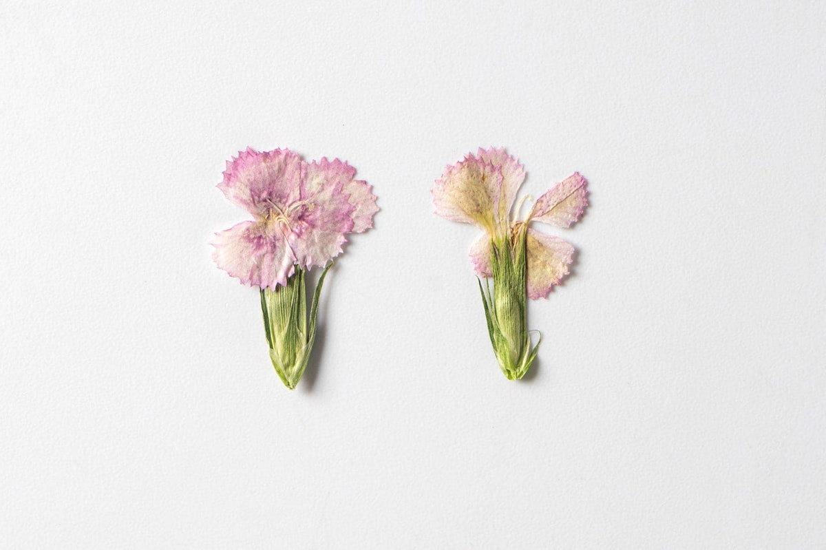 Pressed Flowers,Rainbow Pressed Flowers 12 PCS/Pack,Dried flower Flower,Dry Flat Rice Rainbow carnations Flower Preserved Wild Dried flower