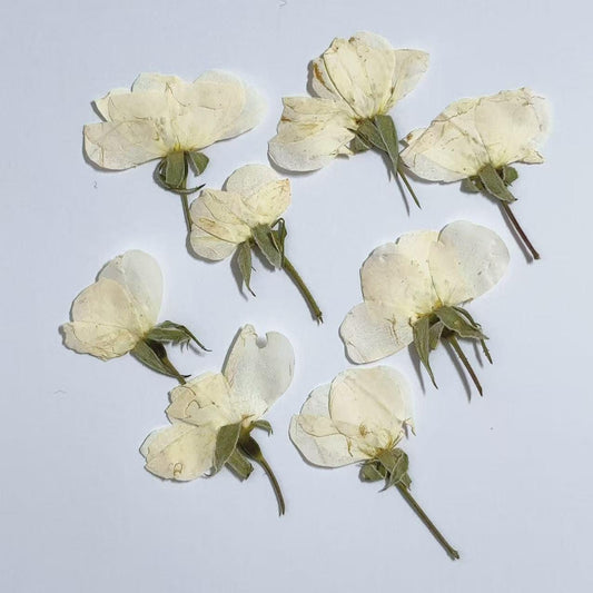 Pressed Flowers,rose white Pressed Flowers 6 PCS/Pack,Pressed Flower,Dry Flat Rice white rose Flower bud Wild Dried flower Natural Floral