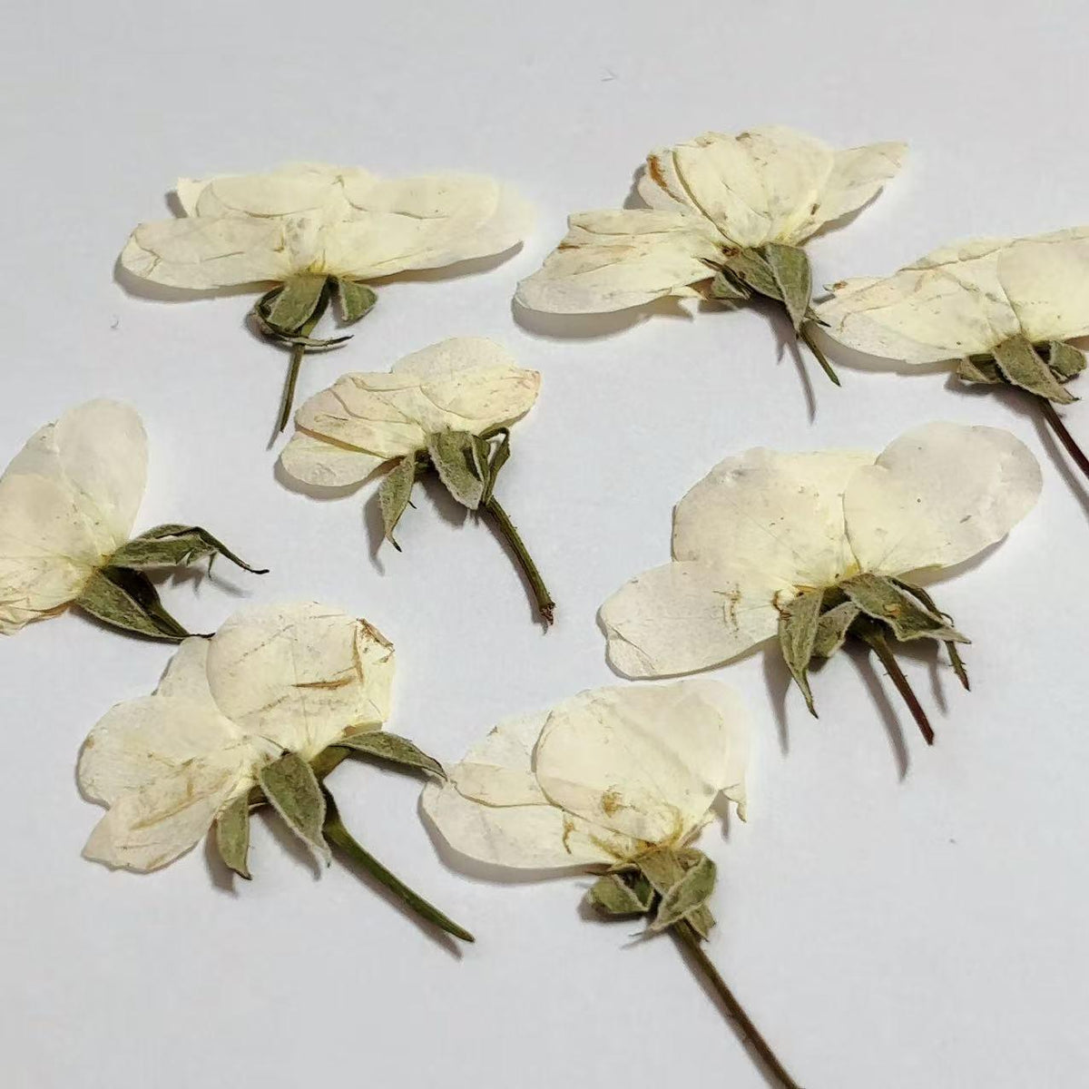 Pressed Flowers,rose white Pressed Flowers 6 PCS/Pack,Pressed Flower,Dry Flat Rice white rose Flower bud Wild Dried flower Natural Floral