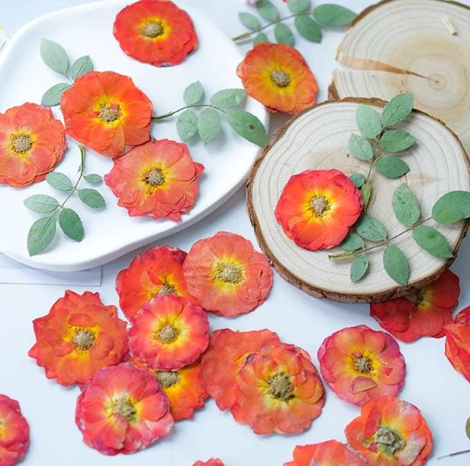 Pressed flowers,6 PCS/Pack,Orange Rose dried Pressed flowers,rose Dried Pressed flowers,Orange rose Holiday gifts