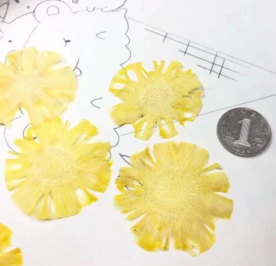 Pressed Pineapple, Dried Pineapple Fruit Set (2 PCS)resin Dried Pineapple Fruit