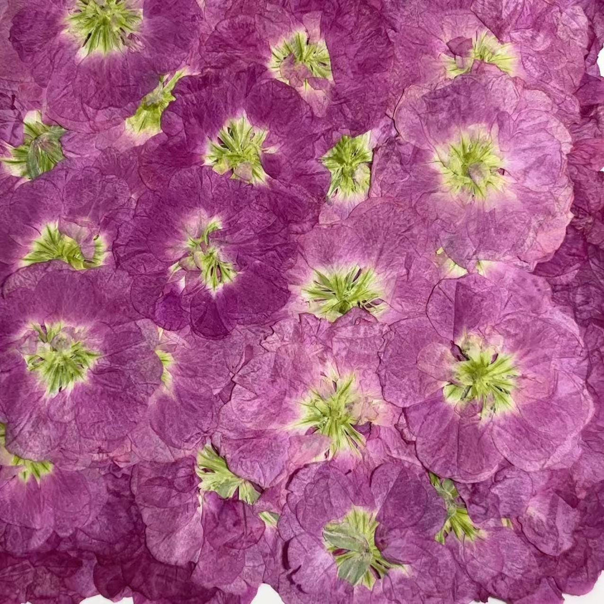 Pressed Flowers,Rose red Pressed Flowers,Set of 6 PCS, Pressed Violet dried flower,Flat Flowers,Violet dried flowerpetals,flower (3-4 cm)