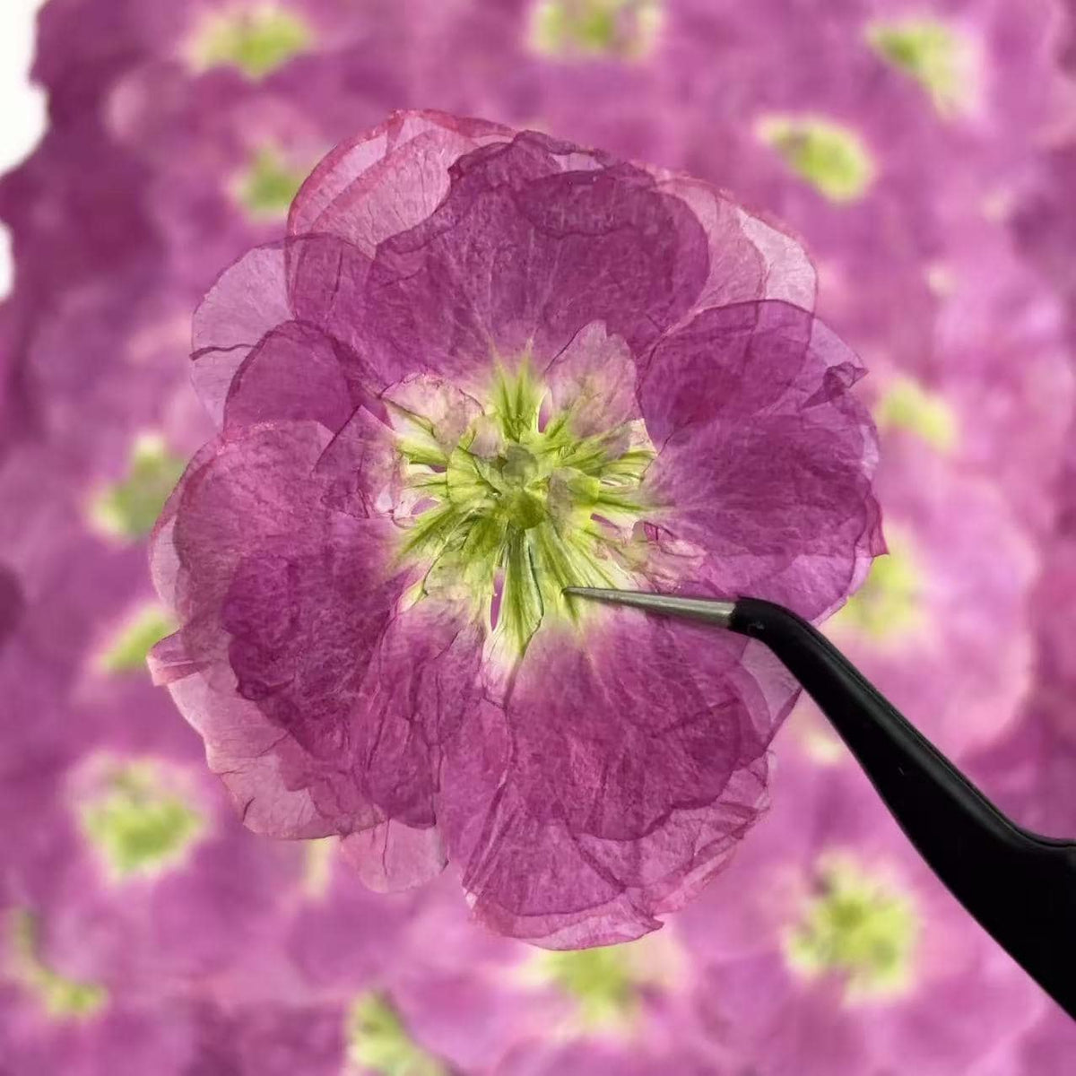 Pressed Flowers,Purple Pressed Flowers,Set of 6 PCS, Pressed Violet dried flower,Flat Flowers,Violet dried flowerpetals,flower (3-4 cm)