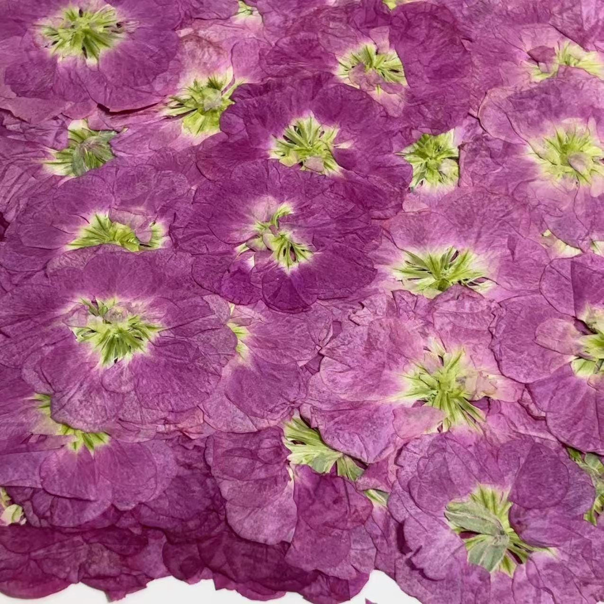 Pressed Flowers,Rose red Pressed Flowers,Set of 6 PCS, Pressed Violet dried flower,Flat Flowers,Violet dried flowerpetals,flower (3-4 cm)