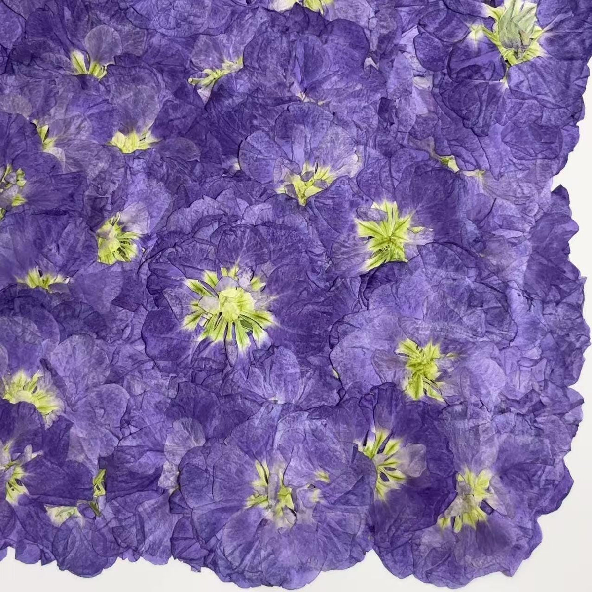 Pressed Flowers,Rose red Pressed Flowers,Set of 6 PCS, Pressed Violet dried flower,Flat Flowers,Violet dried flowerpetals,flower (3-4 cm)