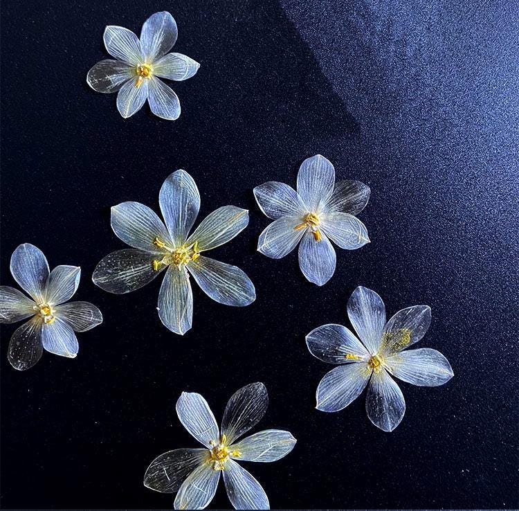 Pressed Flowers,White Pressed Flowers,Set of 6 PCS, Pressed dried flower,Flat Flowers,lily dried flower petals,flower