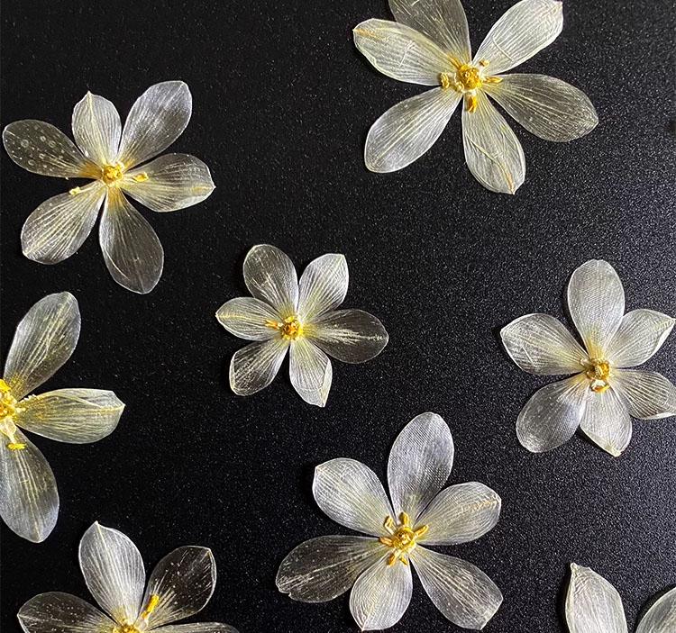 Pressed Flowers,White Pressed Flowers,Set of 6 PCS, Pressed dried flower,Flat Flowers,lily dried flower petals,flower