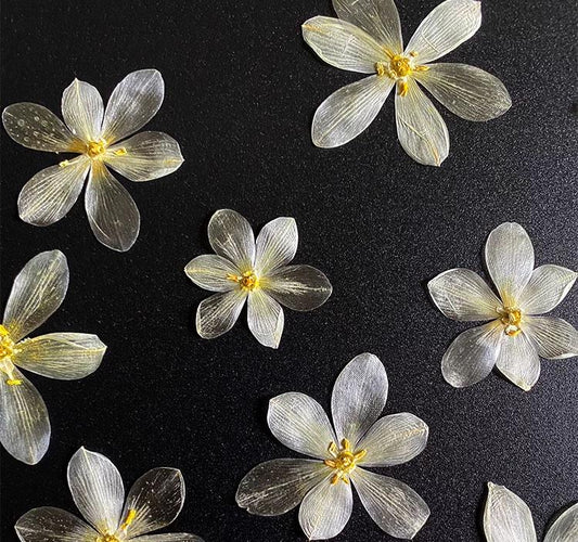 Pressed Flowers,White Pressed Flowers,Set of 6 PCS, Pressed dried flower,Flat Flowers,lily dried flower petals,flower