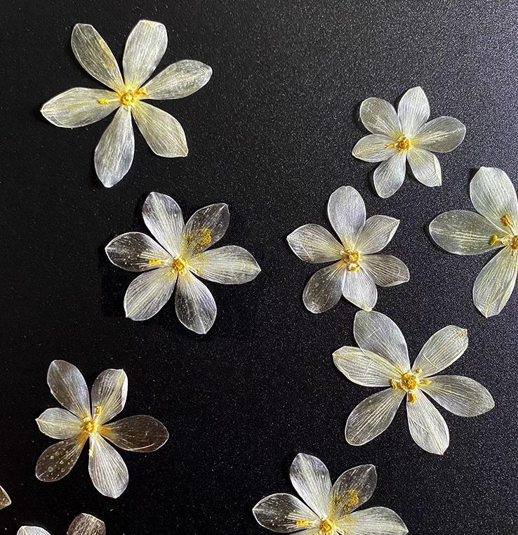 Pressed Flowers,White Pressed Flowers,Set of 6 PCS, Pressed dried flower,Flat Flowers,lily dried flower petals,flower