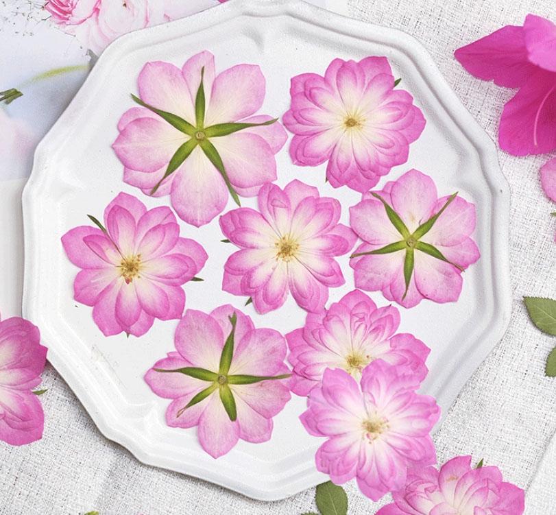 Rose Pressed flowers,A Pack of 6 PCS dried Pressed flowers,dried flower,Pink White Mix rose Dried Pressed flowers ,pink rose Dried Flower