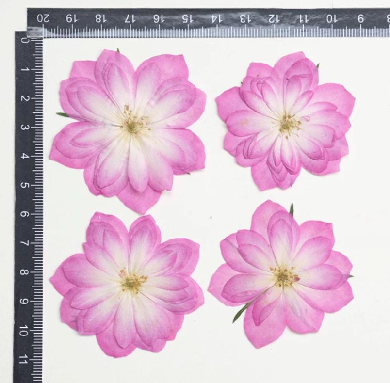 Rose Pressed flowers,A Pack of 6 PCS dried Pressed flowers,dried flower,Pink White Mix rose Dried Pressed flowers ,pink rose Dried Flower