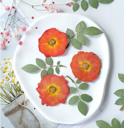 Pressed flowers,6 PCS/Pack,Orange Rose dried Pressed flowers,rose Dried Pressed flowers,Orange rose Holiday gifts
