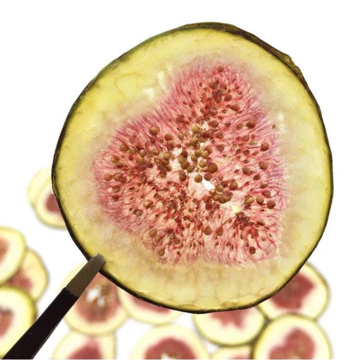 Pressed Fruits,Pressed Ficus carica slice,Set of 1 PCS,dried Strawberry slice,dried Fruits