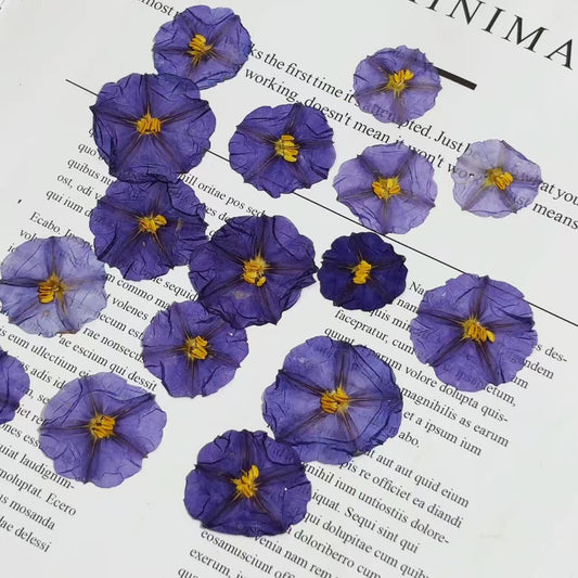 Pressed flower,Pressed Brinjal flower,8 PCS/Pack,Purple dried flower,Real Blue eggplant flower,dried flower petals,dried flowers